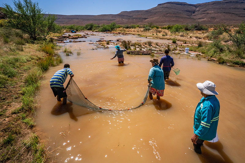 The Heuningvlei community working together to assist with the 2021 sandfish rescue in the Biedouw River 