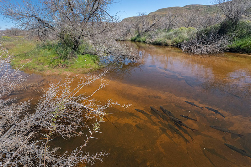 Adult sandfish migrate into the Biedouw River to spawn in spring. 