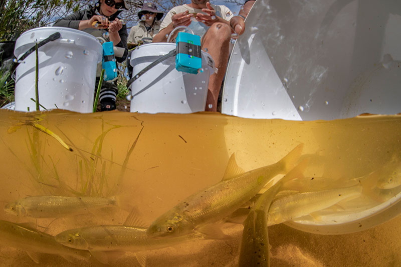 Ten-month-old sandfish that were rescued from the Biedouw River and reared in sanctuary dams are tagged using tiny PIT tags and released back into the river. 