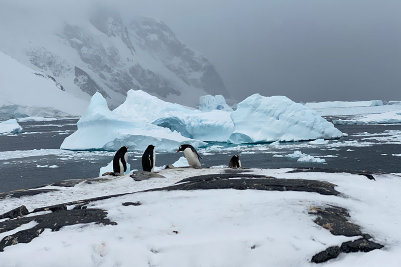 Catherine Dunn penguins on the ice