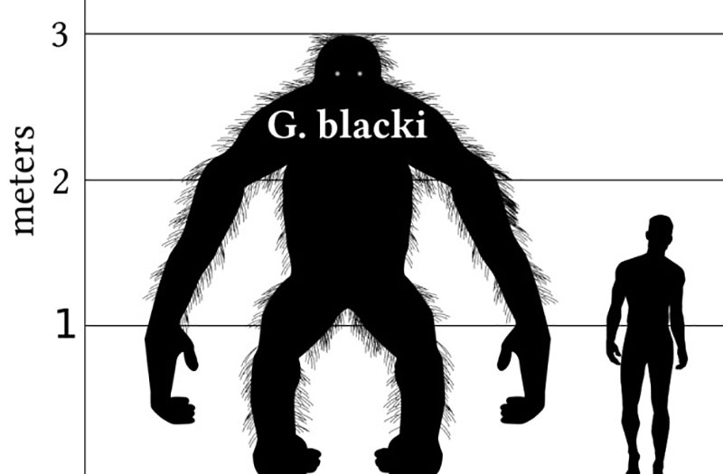 Gigantopithecus black