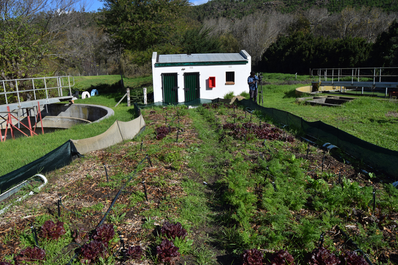 Growing vegetables from nature based treatment of polluted water