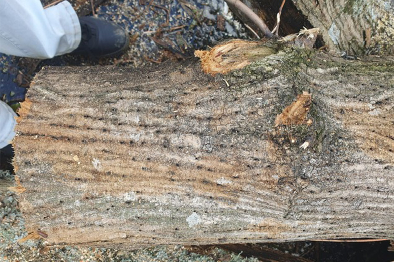 An example of a PSHB-infested tree trunk