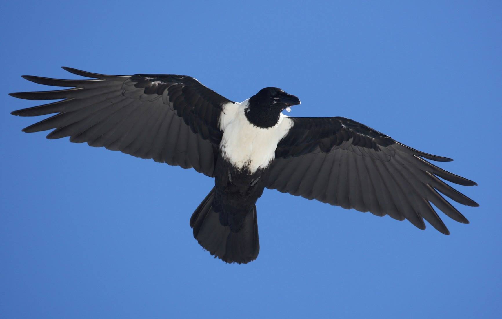 A crow. Peter Ryan