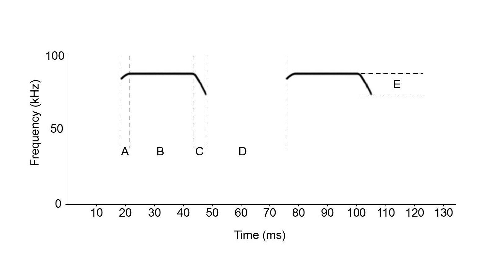 Bat echolocation