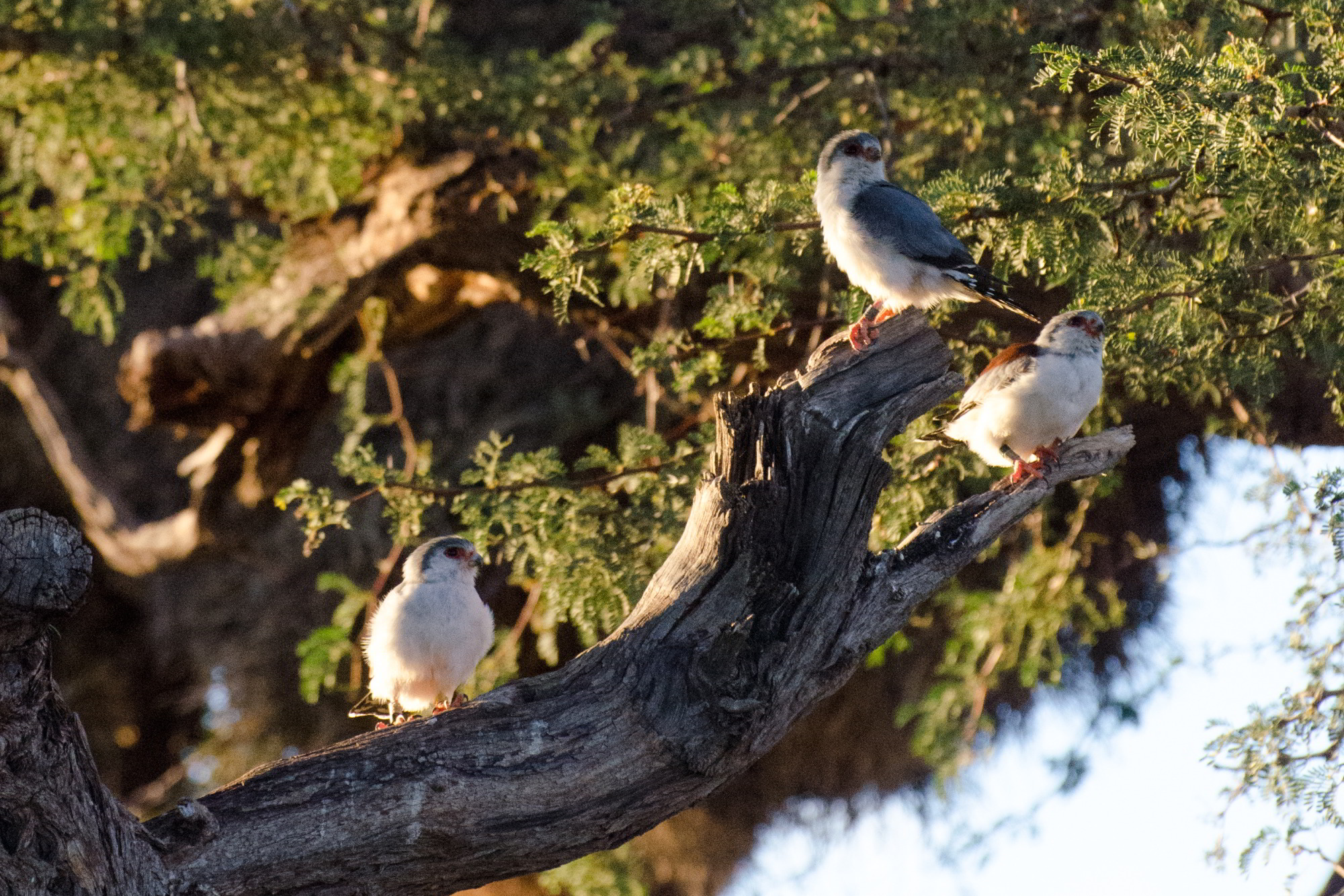 Pygmy Falcon African