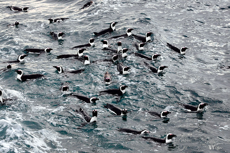 The researchers found that the abundance of anchovies and sardines was directly linked to the foraging behaviour of African penguins and the conditions of their chicks. Photo RB Sherley. 