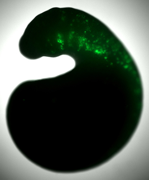 lamprey embryo