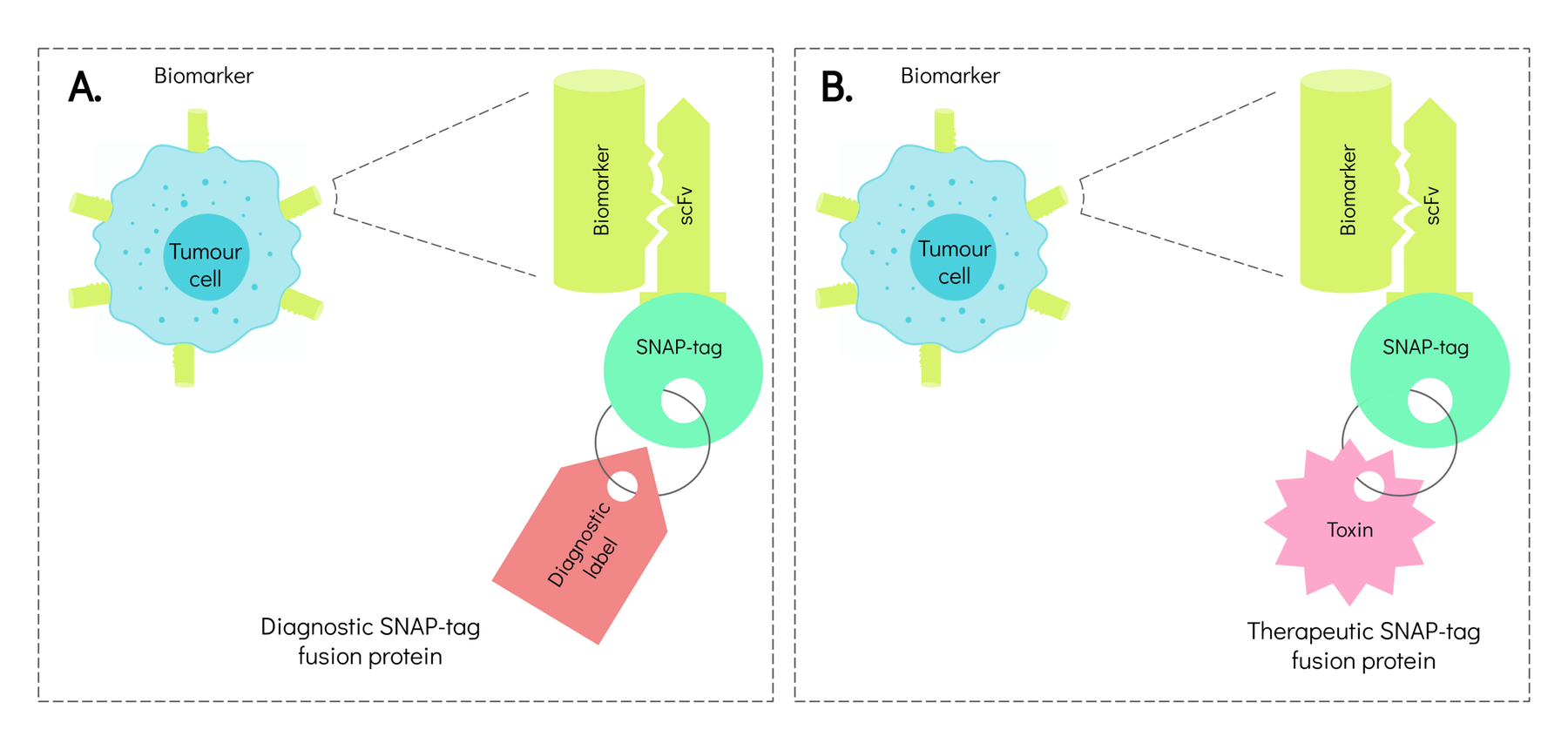 Antibody-based SNAP-tag fusion proteins that specifically target tumour cells. Maryam Karaan, Author provided