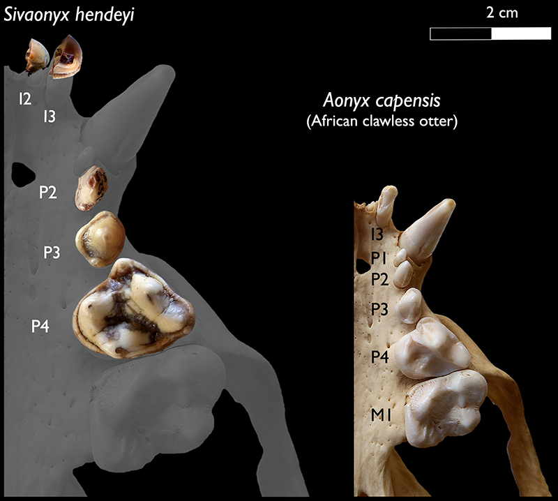 A comparison of the upper jaw bones of the ancient, giant otter from Langebaanweg (left) and the living African clawless otter (right), showing the difference in size.