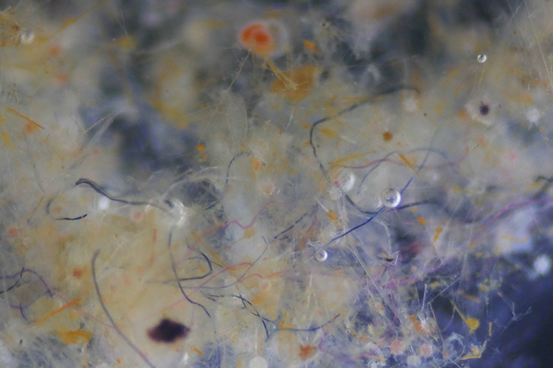 Fibers entangled with plankton and other organic matter in sea water. Photo Patti Virtue (UTAS).