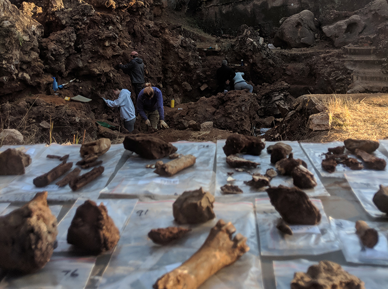 xcavations at the Drimolen Palaeocave have revealed numerous important faunal and hominin fossils, including the recent Homo erectus cranium (DNH134)