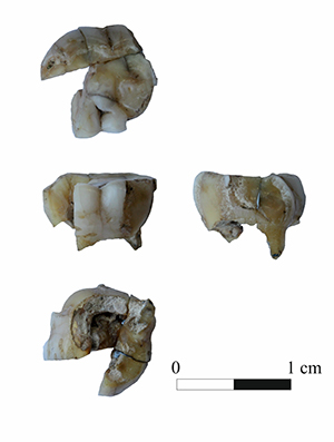 The fragmented tooth of individual UKY001 excavated from an archaeological layer at the Ust-Kyakhta-3 site in Russia dated to around 14 000 years old. 