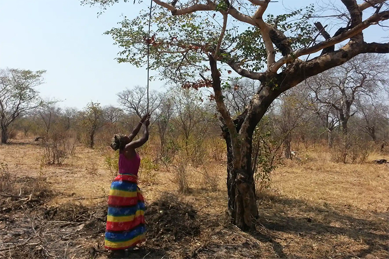 A Khwe-San woman collects false mopane seeds for the pot from a tree above a burnt patch of grass.