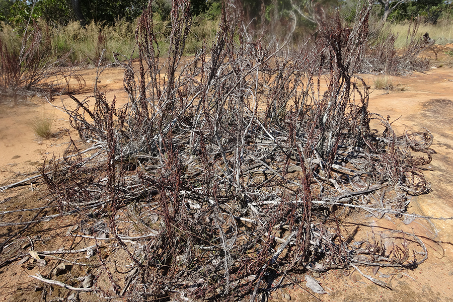 : Resurrection plants are known for their ability to ‘play dead’. They can lose up to 95% of their water and look completely dead, only to bloom to life again in as little as 12 hours after rain. 